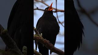 Blackbird Song in the Netherlands!クロウタドリの美しい歌声#birds #birdsounds #vogel #wildlife #blackbird #merel