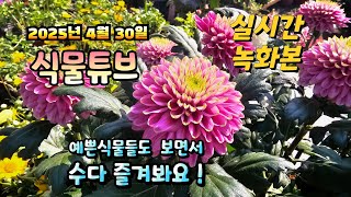 2025년 4월 30일  예쁜식물들 보면서  랜선으로  수다즐겨봐요. #양재꽃시장 #식물튜브 #식물아빠