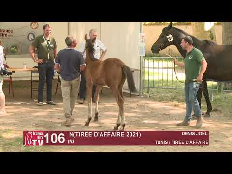 Sprinter Sacré Show 2021 : Lot 106 - N.21 Tiree D'Affaire