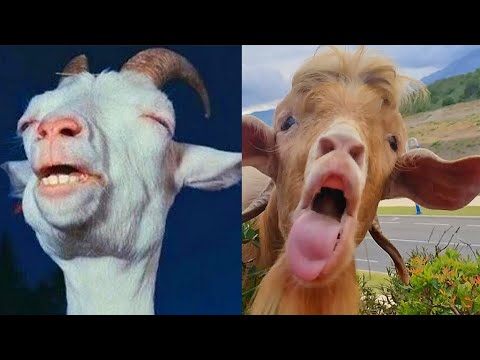 最も面白いヤギの叫び声 🐐😂 人間のように叫ぶヤギの編集
