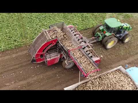 2021 Sugar beet harvest