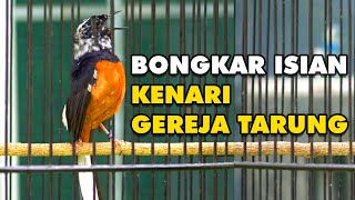 Download lagu BLOROK WHITE RUMPED SHAMA SINGING mp3