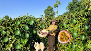 Harvesting passion fruit & Goes to Market Sell - Feed the chickens, Daily life | Full video