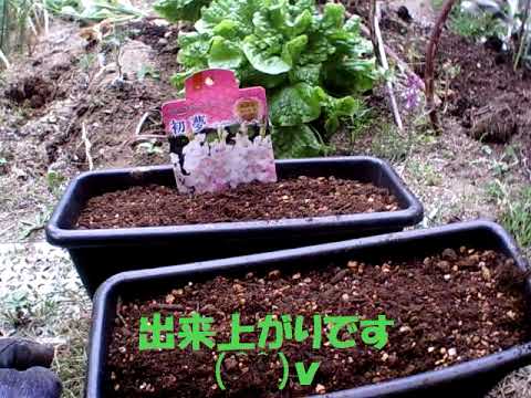 園芸 グラジオラス