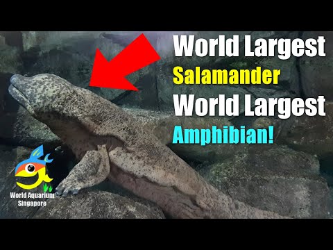 REAL LIFE Godzilla World Largest Salamander and World Largest Amphibian The Chinese Giant Salamander