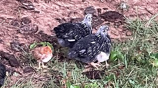 How to Tell Cockerels From Pullets