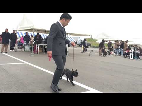 2018.11.23 Fukuoka French Bulldog Speciality / Puppy