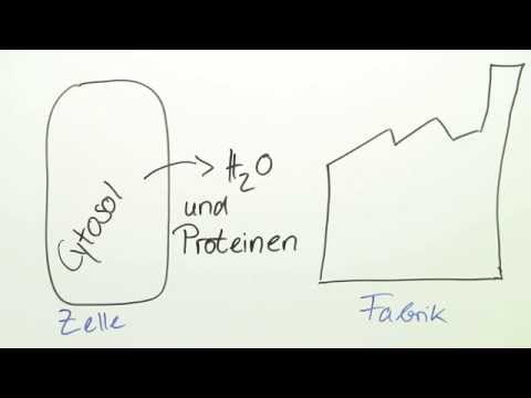 Aufbau der Tierzelle | Biologie | Der Mensch