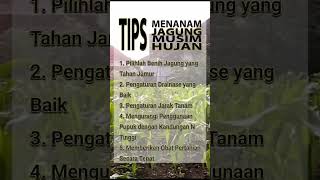 Download lagu Tips Menanam Jagung Musim Hujan #pertanian #kebun #subur #petani #perkebunan #pupuk #jagung #tips mp3