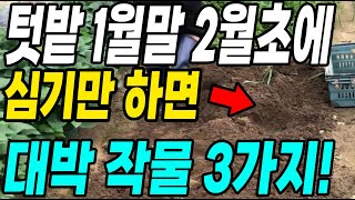 1월말 2월초에 심기만 하면 대박나는 작물 3가지!
