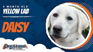 Download Lagu Yellow Lab, 6 Months Old, Daisy | Yellow Lab Dog Training | Off Leash K9 Thumbnail