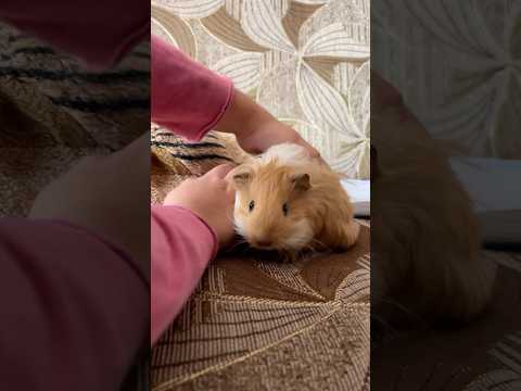 Guinea pig Max was cute as a child too 😍🙂