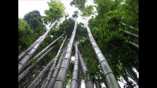 Les Brown  Chinese Bamboo Tree Story