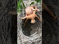 Baby Bird Falls Out Of Nest P3 Viral Trending Cuckoo Shorts Shorts Feed