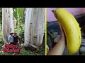 Hanya Tumbuh di Pedalaman, Pohon Pisang Ini Berukuran Super Raksasa Hanya Tumbuh di Pedalaman, Pohon Pisang Ini Berukuran Super Raksasa