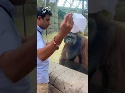 AMAZING MAGIC! Orangutan Freaks Out, Then APPLAUDS When Pigeon Appears from Handkerchief!