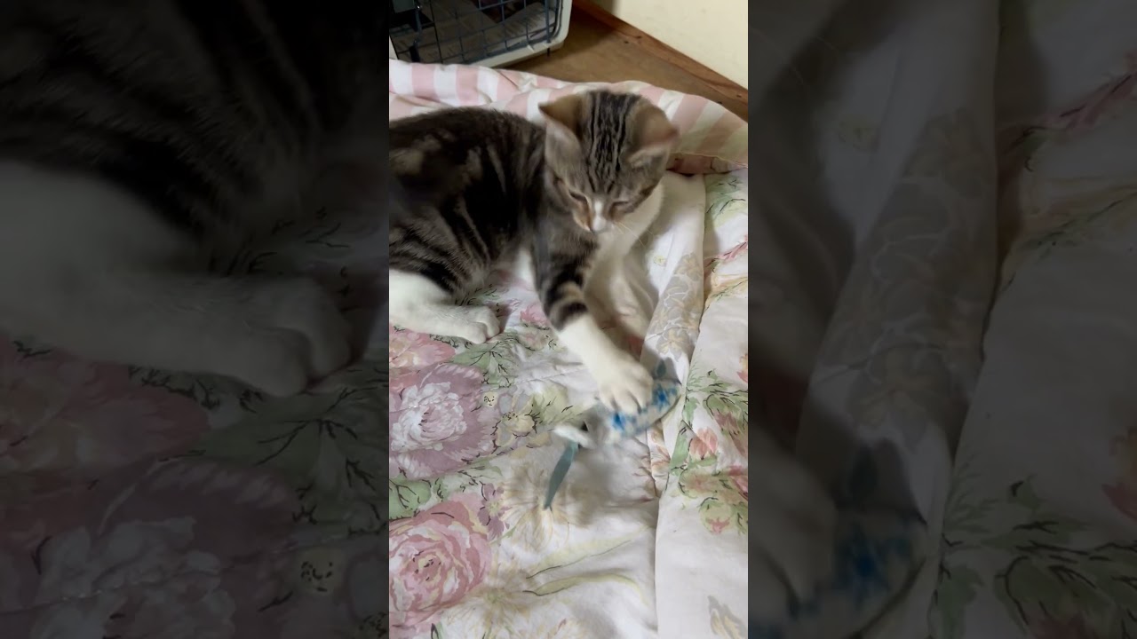 Joanie, a Adoptable Domestic Short Hair in Garrett Park, MD video 6/6