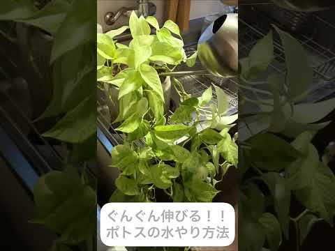 園芸 悪魔のツタ、ポトス