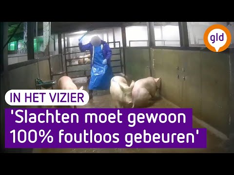 , title : 'Slachten van varkens mag 'absoluut niet' misgaan, maar toch gebeurt het | In het vizier van De Jager'