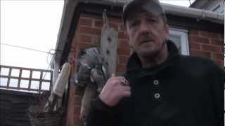 Airgun hunting   ; Treeline pigeons 2