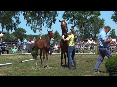 Sudweyher Fohlenschau 2018 - Kat.-Nr. 23