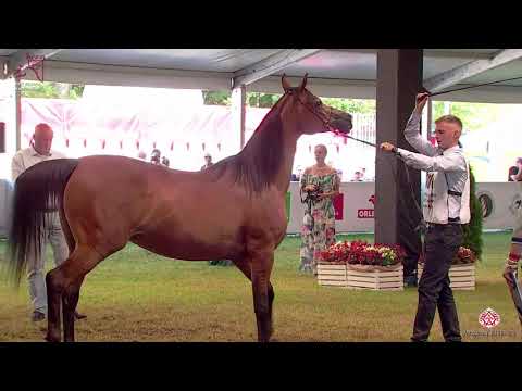 N110 WIGA - 2020 PRIDE OF POLAND - 42nd Arabian Horse National Show - 7-10 Years Old Mares (Clas...