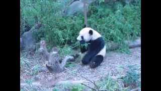 preview picture of video 'Panda bear Jia Jia at Singapore River Safari'