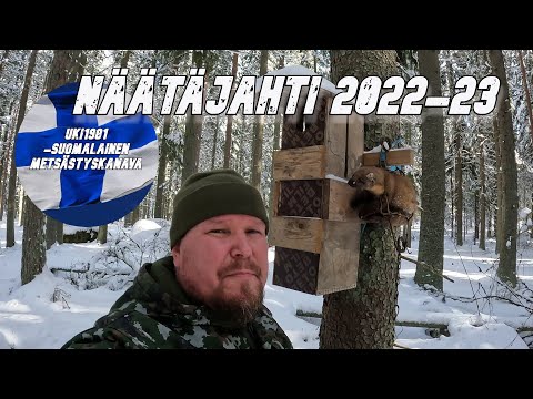 Näätäkauden päätös. OSA 1/2 - Näätäjahti 2022-23. 4K