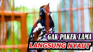 Download lagu ANIS KEMBANG NGEPLONG GACOR, PUTAR SESAAT DAN LIHAT REPON ANIS KEMBANG ANDA mp3