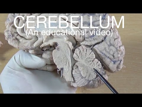 CEREBELLUM - EXTERNAL FEATURE (An educational video)