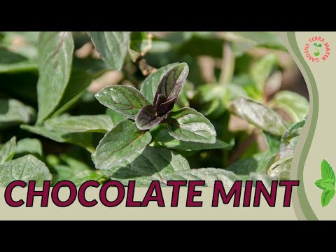 HOW TO GROW CHOCOLATE MINT, tips, history, companion planting (Mentha x piperita)