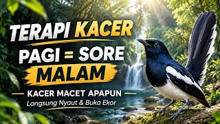 Download lagu TERAPI PANCINGAN MASTERAN KACER APAPUN LANGSUNG DONGKRAK EMOSI NYAUT GACOR NGEPLONG KONSLET BUKOR mp3