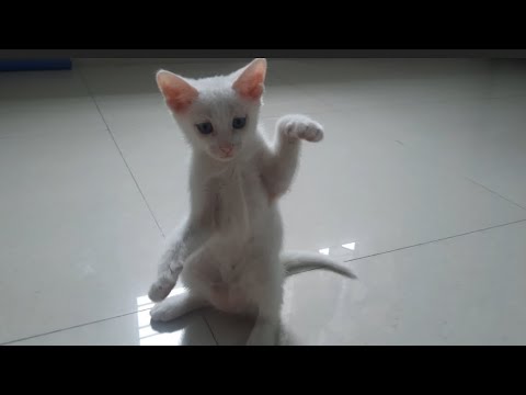 Cat's love ❤️ | funny time with my cat 🐈 😻 | cats #love #kitty #baby #funny