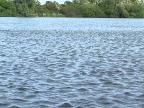 essex carp fishing going crazy at layer pits