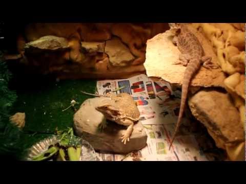 the beardies here at rango's tango