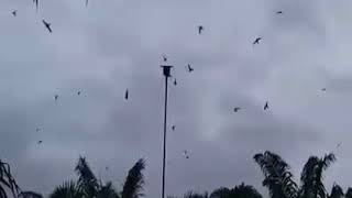 Download lagu Suara Walet Terbaik se indonesia di jamin respon semua wilayah mp3 Download lagu Suara Walet Terbaik se indonesia di jamin respon semua wilayah mp3