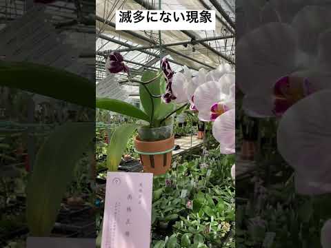重曹を使って蘭に再び花を咲かせる方法は？すべきこととしてはいけないこと  庭園