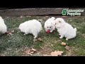 Pomeranian dogs for sale: Roy  - Video 1