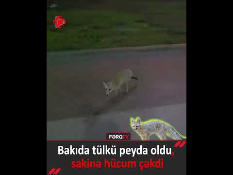 Paytaxtda qeyri-adi hadisə: Tülkü sakinə hücum çəkdi  #ferqtv #xeber