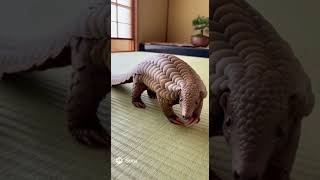 センザンコウとヒヨコ(sora2生成動画)