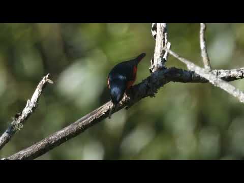 Pestrec krátkozobý (Pericrocotus brevirostris) — správanie a biotop