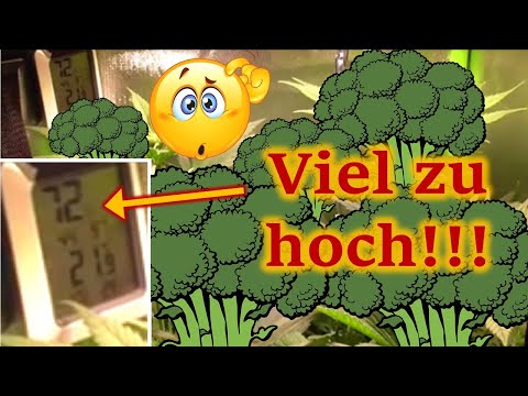 Luftfeuchtigkeit in der Growbox senken - Grundlegendes, Tipps und Tricks