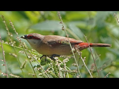Astrilda plavá (Estrilda rhodopyga) — video o speve a chove