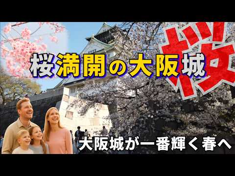 桜満開の大阪城【2025年4月4日撮影】｜春の奇跡に外国人も大感動！