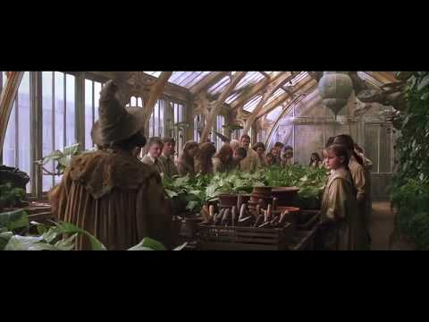 Zbigniew Stonoga jest kwiatkiem w Harrym Potterze