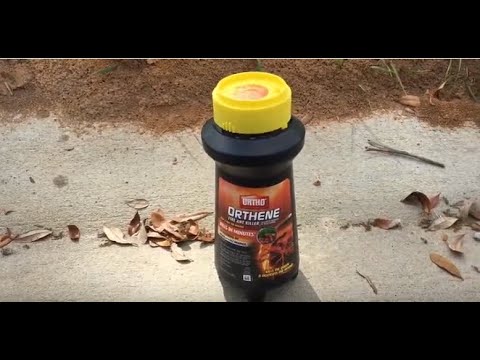 download lagu mp3 mp4 Ortho Orthene Fire Ant Killer, download lagu Ortho Orthene Fire Ant Killer gratis, unduh video klip Ortho Orthene Fire Ant Killer