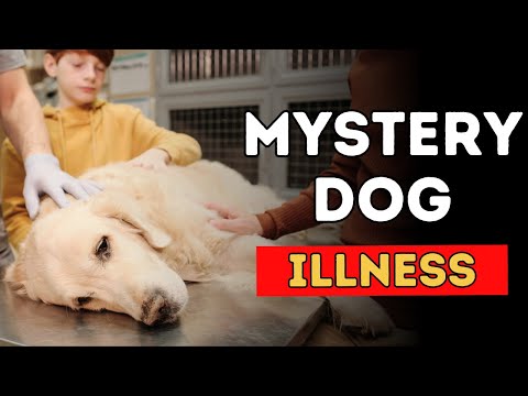 Mysterious Illness in Dogs: What You Need to Know