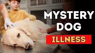 Mystery Dog Illness Potentially Fatal and Spreading