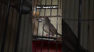 Download lagu Ciblek Gunung Gacor Dor Nembak Rapet #cigun #qinarakicau #qinarabanyuwangi mp3