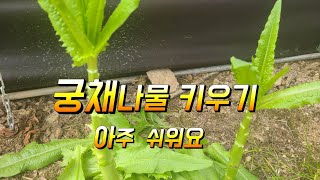 궁채나물효능 이런게 있구요 키우는법 알아보기